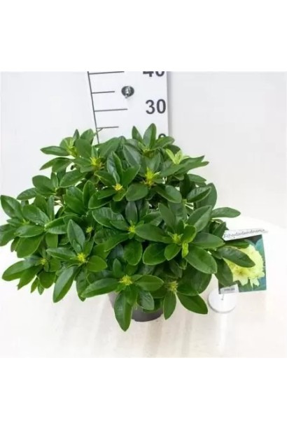 Саджанець Саффрано – ефектний вибір для декоративного саду.